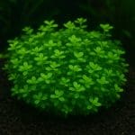 Pułapka na ślimaki