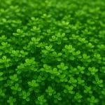 Hemianthus glomeratus – Hemianthus glomeratus