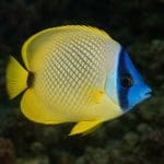 Hemianthus callitrichoides 'Cuba’ – Hemianthus callitrichoides 'Cuba’