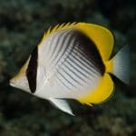 Jak zrobić film z życia akwarium