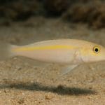 Piaskowiec białopłetwy – Valenciennea sexguttata