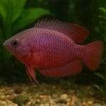 Jak zrobić film z życia akwarium