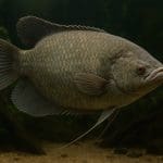 Pułapka na krewetki