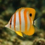 Motylowiec brązowy – Chaetodon ulietensis