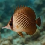 Jakie akcesoria są niezbędne w akwarium