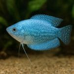 Jakie akcesoria są niezbędne w akwarium