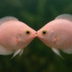 Narzędzia do przycinania roślin