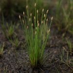 Narzędzia do przycinania roślin