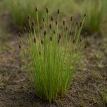 Eleocharis pusilla – Eleocharis pusilla