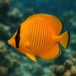 Jakie ryby są nocne i aktywne po zmroku