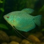 Nożyczki akwarystyczne