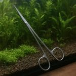 Eleocharis sp. mini – Eleocharis sp. 'Mini’