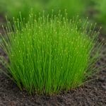 Hydrocotyle sibthorpioides – Hydrocotyle sibthorpioides