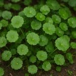 Eleocharis sp. mini – Eleocharis sp. 'Mini’