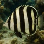 Hydrocotyle sibthorpioides – Hydrocotyle sibthorpioides