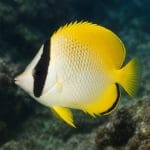 Motylowiec paskowany – Chaetodon striatus