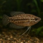 Labiryntowiec szumiący – Trichopsis schalleri