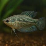 Pęseta akwarystyczna