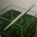 Hydrocotyle ranunculoides – Hydrocotyle ranunculoides