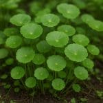 Hydrocotyle ranunculoides – Hydrocotyle ranunculoides