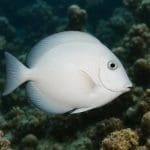 Hydrocotyle umbellata – Hydrocotyle umbellata