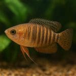 Bocja birmańska – Botia kubotai