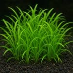 Pokolec jednobarwny – Acanthurus dussumieri