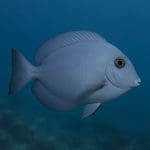 Lilaeopsis mauritiana – Lilaeopsis mauritiana