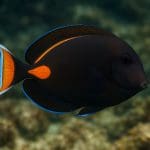 Jak dobrać oświetlenie do roślin cieniolubnych