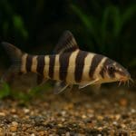 Bocja karłowata – Ambastaia sidthimunki