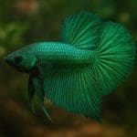 Jak dobrać oświetlenie do roślin cieniolubnych