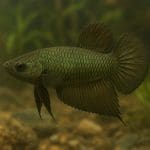 Rurki wlotowe i wylotowe