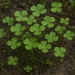 Marsilea crenata – Marsilea crenata