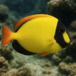 Marsilea quadrifolia – Marsilea quadrifolia