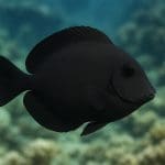 Jakie ryby pasują do akwarium 60 litrów