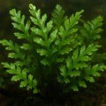 Pokolec błękitnopłetwy – Acanthurus thompsoni