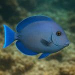 Bolbitis heteroclita – Bolbitis heteroclita