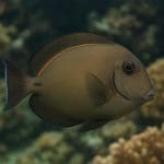 Jakie ryby pasują do akwarium 120 litrów