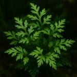 Zraszacz powierzchniowy