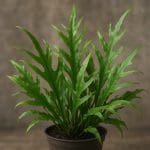 Bolbitis difformis – Bolbitis difformis