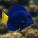 Microsorum trident – Microsorum pteropus ‘Trident’