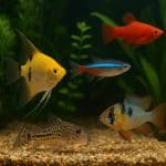 Razbora czerwonooka – Rasbora einthoveni