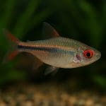 Jakie ryby do akwarium towarzyskiego