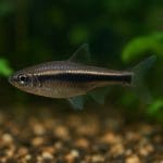 Skimmer powierzchniowy