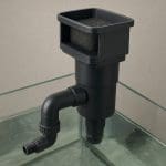 Microsorum minor – Microsorum pteropus ‘Minor’