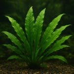 Microsorum minor – Microsorum pteropus ‘Minor’