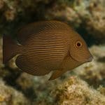 Microsorum latifolia – Microsorum pteropus ‘Latifolia’