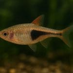 Jak założyć akwarium low-tech