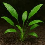 Pokolec aksamitny – Ctenochaetus tominiensis