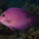 Pokolec aksamitny – Ctenochaetus tominiensis